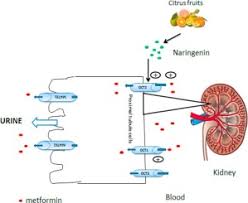 Effects Of Naringenin On Renal Expression Of Organic Cation Transporter 1 And 2 Proteins And Metformin Disposition In Diabetic Rats Sciencedirect