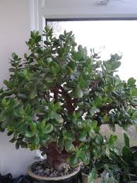 Prune off dead or shriveled branches. How To Grow And Look After A Money Tree Plant With Flowers Hubpages