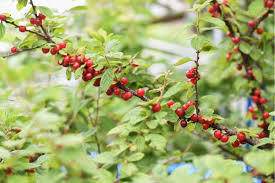 Maybe you would like to learn more about one of these? How To Grow Nanking Cherry Prunus Tomentosa