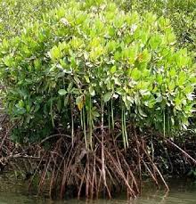 Image result for Rhizophora mucronata