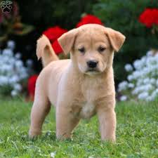 Rehoming of 500 for puppy with blue eyes and 30. Shiba Inu Mix Puppies For Sale Greenfield Puppies