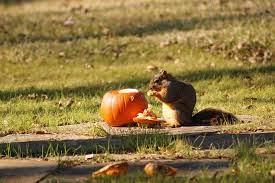 However, feeding squirrels with pumpkins daily is not recommended. How To Keep Squirrels From Eating Your Pumpkins Nj Family