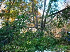 Maybe you would like to learn more about one of these? Cleveland Vs Bradford Pear
