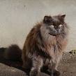 Chantilly (or Tiffany) Cats | Chantilly (or Tiffany) Cat ...