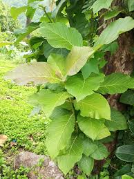 Image result for Tectona