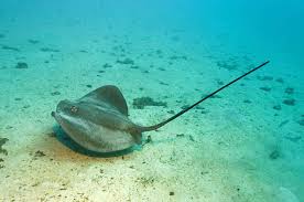Stingray boats, hartsville, south carolina. How To Treat Stingray Stings