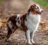 Australian Shepherd Health Problems | Breed Care & Diet Tips