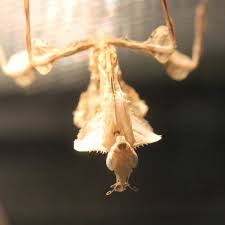 Devils flower mantis need a lot of space, so its better to increase the size of the enclosure some more. Devil S Flower Mantis Evolution Reptiles