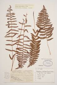 Image result for Thelypteris confluens