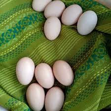 Cangkangnya pun berwarna krem dengan bercak cokelat dan hitam. Telur Ayam Brahma Jumlah Khasiat Harga Terbaru
