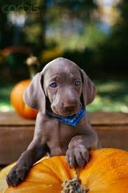 Pin By Cristy Zorrilla Sada On Man S Best Friend Weimaraner Puppies Puppies Puppy Photos