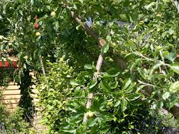 This will prevent it from breaking. How Do I Treat A Wound Where A Branch Broke Off My Apple Tree Gardening Landscaping Stack Exchange