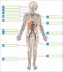 Label the terms on the figure. Solved Label The Major Veins In The Diagram Below Chegg Com