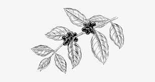 Maybe you would like to learn more about one of these? Graphic Freeuse Download Coffee Tree Drawing At Getdrawings Coffee Plant Drawing Png Png Image Transparent Png Free Download On Seekpng