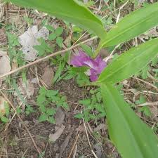 Image result for Siphonochilus