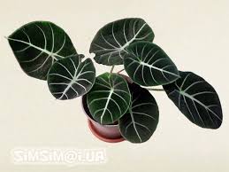 Check spelling or type a new query. Alocasia Renigula Black Velvet Alocasia Plant Plants Cool Plants