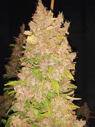 Blackberry auto by fastbuds is an autoflowering cannabis seed especially created for gourmet palates: Auto Blackberry Kush Dutch Passion Strain Info Growdiaries
