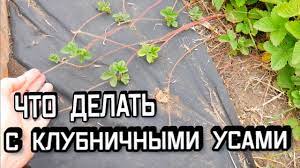 Не один год я думала: Usiki Klubniki Nuzhno Li Ih Obrezat Chto Delat S Klubnichnymi Usami Kak Razmnozhit Klubniku Youtube