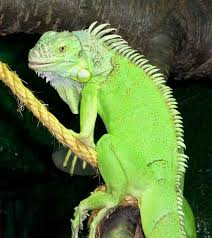 Green Iguana Climbing Colorful Animals Green Iguana Animal Photography