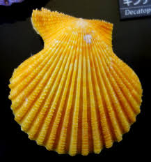 Image result for Cleistochlamys