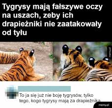 Since 2015, he has served as the chairman of the polish people's party (psl). Memy Tygrysy Tygrysy Memy Tygrysy Memy Pl