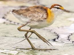 Image result for Micrococca capensis