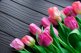 Some types are good for forcing into bloom indoors and most are excellent for use as cut flowers, too. Best 500 Tulip Pictures Hd Download Free Images On Unsplash