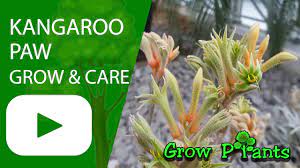 Kangaroo Paw Plant Grow Care Anigozanthos Youtube