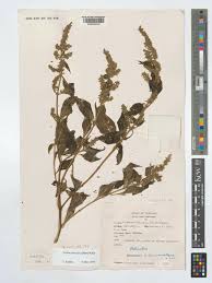 Image result for Isodon