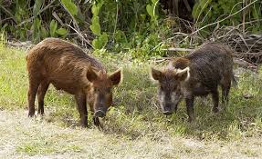 Roadchef house, norton canes msa betty's lane, norton canes, cannock. Feral Pig Wikipedia