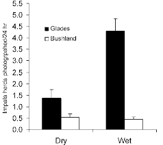 Image result for Diplolophium africanum