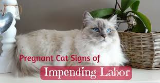 If you normally let your cat go outside. Pregnant Cat Signs Of Impending Labor How To Tell Nolonger Wild