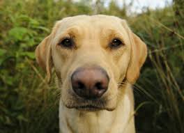 Clinical signs include circular areas of hair loss, broken and stubbly hair, scaling or crusty skin, alterations in hair or skin color, inflamed areas of skin, excessive grooming and scratching, infected claws or nail beds, and dandruff. Ringworm In Dogs Causes Symptoms Treatment Petmd