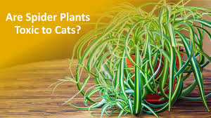 Maybe you would like to learn more about one of these? Are Spider Plants Toxic To Cats See What Experts Say