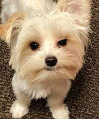 Best Dry Dog Food Reviews For Healthy Living Hellow Dog Best Dry Dog Food Dog Food Reviews Cute Dogs