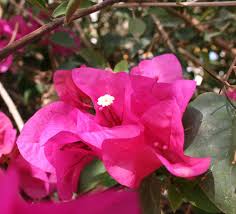 Image result for Cycnium tubulosum