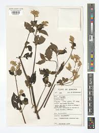 Image result for Sericostachys scandens