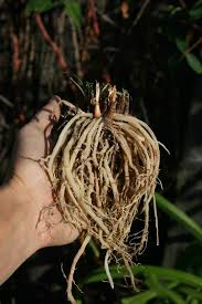 Image result for Tulbaghia acutiloba