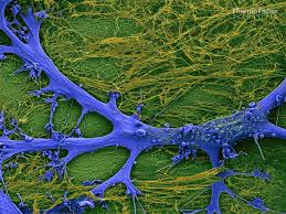 We did not find results for: History Of Electron Microscope Accelerating Microscopy