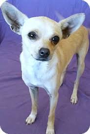 Phoenix Az Toy Fox Terrier Chihuahua Mix Meet Cracklin Rosie A Dog For Adoption Toy Fox Terriers Fox Terrier Dog Adoption
