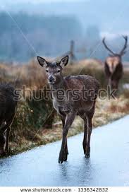 Stock Photo Deers On The Road At Glen Etive Scotland Coffee Subscription Coffee Beans Fresh Coffee Beans