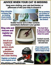 Many times cats may be hiding inside the house. Medway Council Stayalertsavelives On Twitter Claireloupetrie Missingpetsgb Animalsearchuk Lostnfoundpet Hi Claire Sorry To Hear Your Cat Is Missing Please Contact Out Customer Contact Team On 01634 333333 Who Will Be Able To