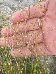 Image result for Pentameris