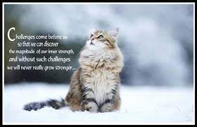 Funny Weather Quotes And Sayings Quotesgram Below you will find our collection of inspirational, wise, and awesome weather quotes, weather sayings, and weather messages, collected over the years from a variety of sources. funny weather quotes and sayings