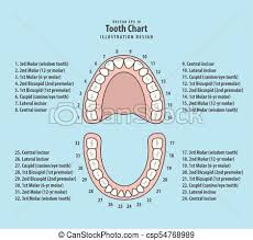 tooth chart with number illustration vector on blue background dental concept