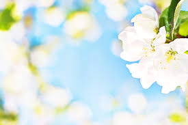 Maybe you would like to learn more about one of these? Free Photo White Flower Background Abstract Bloom Blossom Free Download Jooinn
