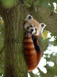 Yo Are We Ever Going To Get Together Cute Animals Red Panda Animal Lover