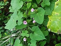 Image result for Ipomoea venosa