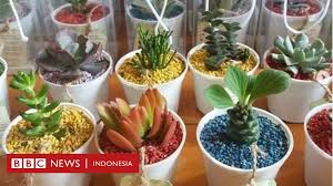 1:11 karena matahari terbit dengan panasnya yang terik dan melayukan rumput itu, sehingga gugurlah bunganya dan hilanglah semaraknya. Demam Berkebun Di Tengah Pandemi Covid 19 Sekadar Tren Atau Akan Jadi Gaya Hidup Berkelanjutan Bbc News Indonesia