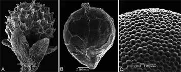 Image result for Lophiocarpus polystachyus
